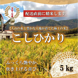 【ふるさと納税】令和7年産 山崎農園こしひかり精米 5kg | 米 お米 こめ 白米 コシヒカリ ご飯 ごはん 白ごはん 白ご飯 鳥取県 北栄町 おすすめ 人気 2025年産 令和7年 厳選 国産 送料無料