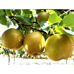 yӂ邳Ɣ[Łz1121Dy2026Nxs\zʌ@VÐ@5kg