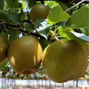 yӂ邳Ɣ[Łz1255.y2026Nxs\z󂠂@VÐ@3kg