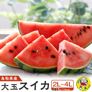 �y�ӂ邳�Ɣ[�Łz1117.���挧�Y ��ʃX�C�J 1�� 7-9�L���O��2L-4L�T�C�Y�i������̕ԗ�i�́A��h���Z�ł͂���܂���j | ���Z �X�C�J �ʕ� �t���[�c ��� ���挧 �k�h�� �������� �l�C �V�N 7kg 