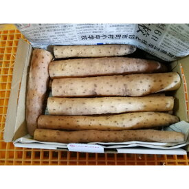 【ふるさと納税】981.【訳あり】砂丘ながいも　1kg《検索用ワード:長芋・とりたて・とろろ・ねばり・山芋》