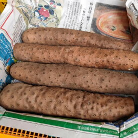 【ふるさと納税】【鳥取県産】粘り抜群！ねばりっこ 1kg