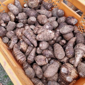 【ふるさと納税】【鳥取県産】ねっとり濃厚 黄金里芋 1kg