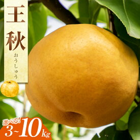 【ふるさと納税】梨 王秋梨 3kg 5kg 10kg 選べる内容量 JA 鳥取県産 ※2026年10月下旬～11月下旬頃に順次発送予定 | 先行予約 梨 なし ナシ 王秋 フルーツ 果物 鳥取県 北栄町