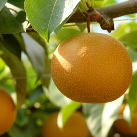 【ふるさと納税】プレミアム　新甘泉　3kg　6〜11玉前後※2021年8月下旬〜9月下旬頃に順次発送予定