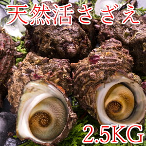 天然サザエ2.5Kg(殻付き)
