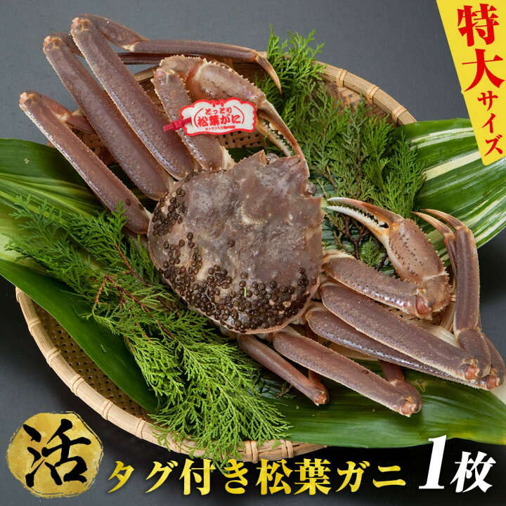 楽天市場 ふるさと納税 活 タグ付き松葉ガニ特大1枚 着日指定不可 22年11月 23年3月発送予定 かに カニ 蟹 鳥取県北栄町 楽天市場 ふるさと納税 活 タグ付き松葉ガニ特大1枚 着日指定不可 22年11月 23年3月発送予定 かに カニ 蟹 鳥取県北栄町