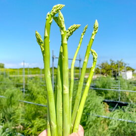 【ふるさと納税】きのこの廃菌床で育てたアスパラガス1年苗 家庭菜園 苗 アスパラガス ウェルカム 多年草