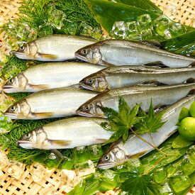 【ふるさと納税】日野川育ちの「夏香鮎」瞬間冷凍1kg(約12～14尾）　HM01