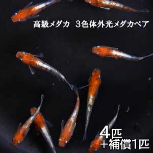 yӂ邳Ɣ[Łz_J@3F̊O_J@2yA@ME03