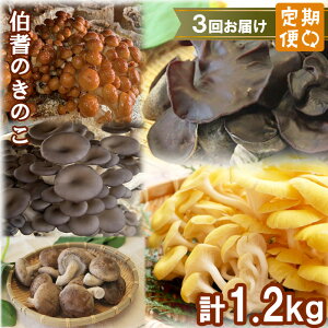【ふるさと納税】【3回定期便】オーガニックきのこ 5種 定期便 TH01