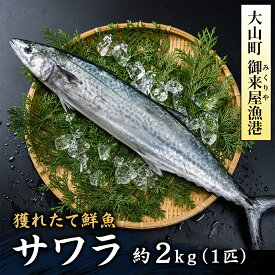 【ふるさと納税】OM-04 獲れたて鮮魚 サワラ約2kg（1匹） 新鮮 獲れたて 鳥取県 鳥取県産 大山町 大山 お土産 返礼品 国産 お取り寄せ ご当地