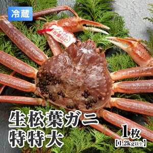y11{ȍ~zyӂ邳Ɣ[ŁzysztKj  y1E1.2kgȏz X tKj t  I Jj 挧` ① 挧쒬