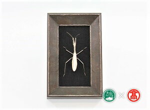 yӂ邳Ɣ[Łztree frog̒IuWF J}L z / metal insect series 185-BD5 0641