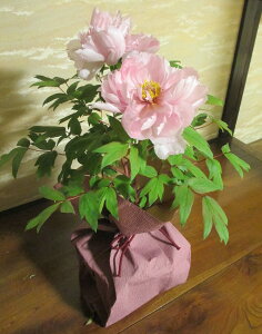 牡丹 鉢植えの人気商品 通販 価格比較 価格 Com