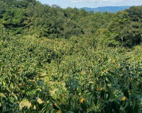 【ふるさと納税】松江市産西条柿自宅でできる「つるし柿セット」5kg吊るし柿干し柿作る柿松江《22007-11》
