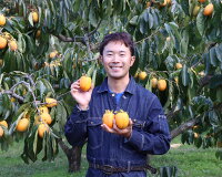 【ふるさと納税】松江市産西条柿自宅でできる「つるし柿セット」大玉5kg吊るし柿干し柿作る柿松江《22010-43》