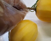 【ふるさと納税】松江市産西条柿自宅でできる「つるし柿セット」大玉5kg吊るし柿干し柿作る柿松江《22010-43》