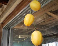 【ふるさと納税】松江市産西条柿自宅でできる「つるし柿セット」大玉5kg吊るし柿干し柿作る柿松江《22010-43》