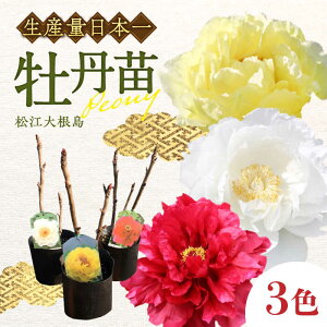 yӂ邳Ɣ[Łz]卪Oc(3FZbg) ]s/_Ƌgɂтn{[ALBC002]b {^ ڂ  A A 蕨  K[fjO ϗtA c | N 