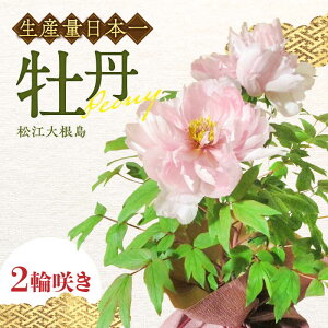 yӂ邳Ɣ[Łz]卪O(ڂ) 2֍炫 ]s/_Ƌgɂтn{[ALBC004]b {^ ڂ  A A 蕨  K[fjO ϗtA c | 