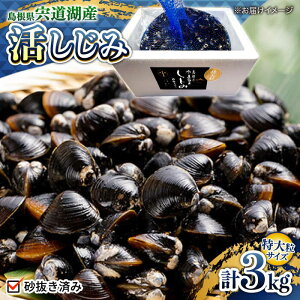 �y�ӂ邳�Ɣ[�Łz�V�W�~ �V�N�̂ꂽ�āI�����ΎY����a�����ݓ��嗱3kg(���͂��ς�) ���������]�s/����ʋl�L�����[ALBZ024]�b ������ �V�W�~ � �����ݏ` ���X�` �݂��` ������ ���񂶌� ��