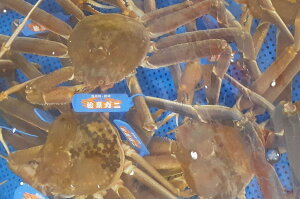【ふるさと納税】【先行予約】魚新の「山陰沖産ボイル松葉ガニ」(2〜3杯)<12月〜2月末までのお届け> 【096_1698】