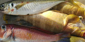 【ふるさと納税】創業令和3年！何十年ぶりに浜田で鮮魚店誕生◎気合の入った刺身魚3種セット◎ 鮮魚詰め合わせ 鮮魚 お任せ セット 刺身 ブロック 冷凍 厳選 産地直送 お取り寄せ 真空 海鮮 魚介類 【171_1639】