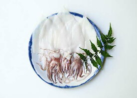 【ふるさと納税】山陰浜田極味 シロイカ（ケンサキイカ）一夜干し5枚入り 【164_1826】