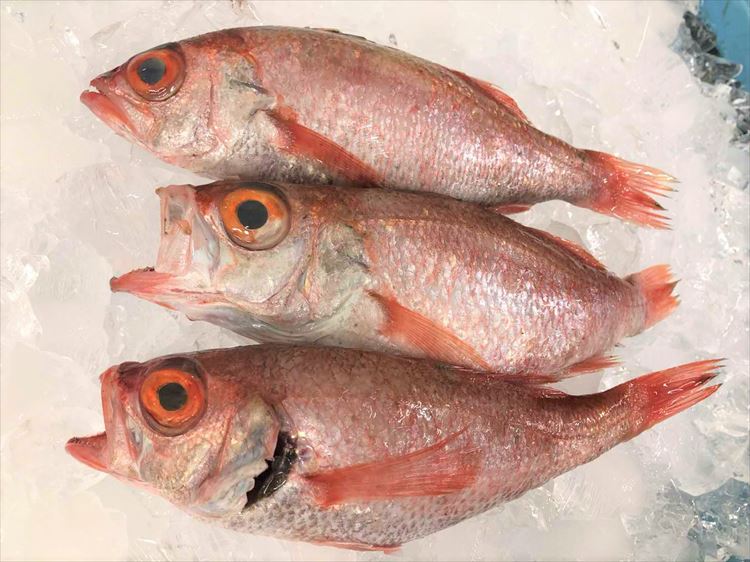 魚介類 魚貝類 ふるさと納税 先行予約 2022年2月以降発送 のどぐろ 【通販 1523.旨脂 在庫処分 計800ｇ程度 鮮魚 ３～4匹