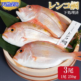 【ふるさと納税】【緊急支援品】天然 釣り レンコ鯛 750g (250g×3尾) 下処理済 タイ 魚 魚介類 海の幸 冷凍 お正月 お祝い 100日 お食い初め