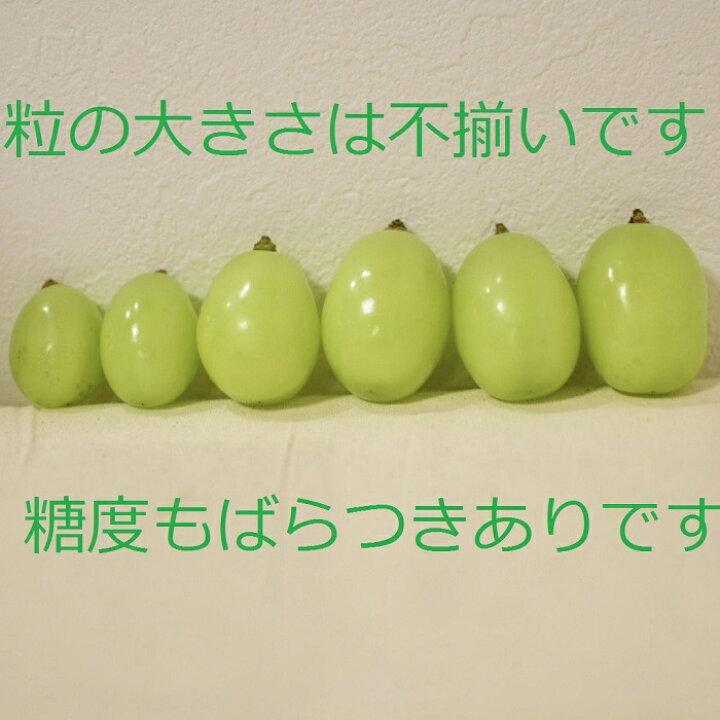 公式 朝採れ直送 いずも産のシャインマスカット 粒詰合わせ 1kg 相当 ぶどう 葡萄 果物 フルーツ 先行予約 お取り寄せ Fucoa Cl
