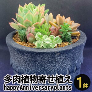多肉植物 観葉植物の人気商品 通販 価格比較 価格 Com