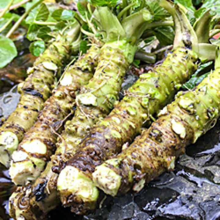 A 221 わさびセット