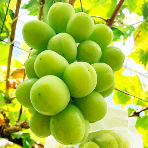 yӂ邳Ɣ[Łz VC}XJbg 1[ 炲ƐHׂ ʕ t[c Ԃǂ uhE }XJbg VN Â 嗱 傫 s\ Gߌ Ԍ Yi  O