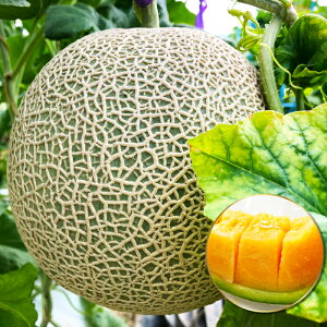 yӂ邳Ɣ[Łz s\ A[X ԓ 1 2kgȏ ʕ t[c  Gߌ Ԍ Yi  O