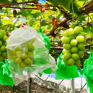 yӂ邳Ɣ[Łz VC}XJbg 1[ 炲ƐHׂ ʕ t[c Ԃǂ uhE }XJbg VN Â 嗱 傫 s\ Gߌ Ԍ ① Yi  O