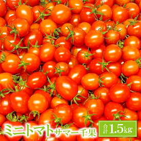 【ふるさと納税】 ミニトマト 甘い 1.5kg 1箱 サマー千果 旬 トマト 濃厚 自家製肥料 リコピン ギフト 贈り物 お弁当 食材 野菜 先行予約 期間限定 9下旬〜11月中旬発送