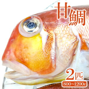 yӂ邳Ɣ[Łz Ñ  ^C 2C 800g`1200g g  ς Ă N  H Hi OW VN {  10`2
