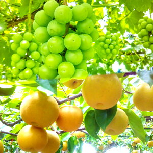 yӂ邳Ɣ[Łzqs\r  3 VC}XJbg 2kg ԗ 5kg A[X 3~5 y }XJbg 嗱 Ȃ 炲Ɨ L V V   x Mtg 