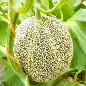 yӂ邳Ɣ[ŁzI AX 5kg 4`5 x 16xȏ x Gߌ Ԍ ʕ t[c yY v[g 蕨  Mtg J ґ 