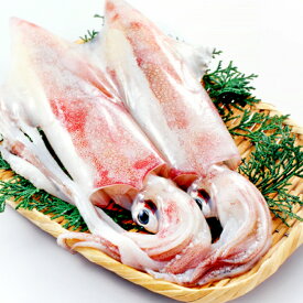 【ふるさと納税】 日本海 新鮮 イカ 500g 魚貝類 魚介類 いか あおりいか やりいか 真いか 白いか 甲いか 旬なもの 刺身 イカ焼き 冷蔵 特産品 お取り寄せ グルメ
