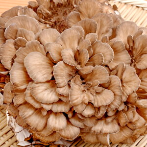yӂ邳Ɣ[Łz ܂ 1.2kg 400g 3  R ̂  J[ NH e h{Lx G̍ Ă܂ Ă VՂ  ① Yi  O