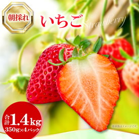 【ふるさと納税】 先行予約 朝採れいちご 1.4kg 350g×4パック 果物 フルーツ 苺 ジューシー 期間限定 季節限定 早期予約 冷蔵 特産品 お取り寄せ グルメ