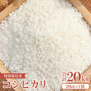 yӂ邳Ɣ[ŁzyVāz q̃RVqJ  20kg 1 ʍ͔|  Yn Ђ  ٓ ɂ [H  Yi uh  