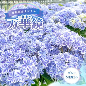 【ふるさと納税】 季節限定 数量限定 オリジナル アジサイ 「万華鏡」 ブルー 5寸鉢 1鉢 花 鉢花 鉢 あじさい 青 期間限定 先行予約