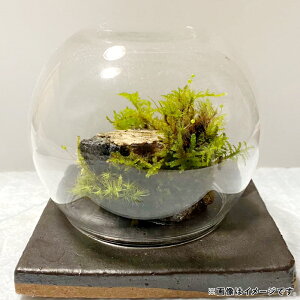 yӂ邳Ɣ[Łzۂ̂y   eE  CeA  Bꖳ R z