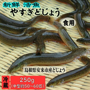 yӂ邳Ɣ[Łz₷ǂ傤250giqǂ傤VsBOOKtjyǂ傤  ܂ Hp {B 炩 e NZȂ Vst   h{ Hׂ₷