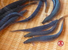 【ふるさと納税】どじょう 活魚 600g [高島屋選定品]【ドジョウ どじょう 生きたまま 600g 骨 やわらかい 活魚 食用 魚 美味しい 栄養 健康 食べやすい 新鮮 島根県 安来市】
