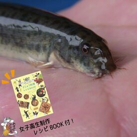 【ふるさと納税】やすぎ どじょう 250g 活魚（女子高生制作 どじょう料理 レシピ BOOK付き）